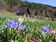 Spettacolo di fiori ai prati della Pigolotta di Valtorta-12apr24  - FOTOGALLERY